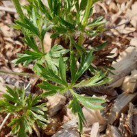 Anemone drummondii
